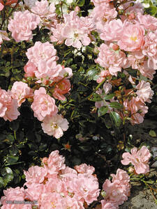 Dekoratives Vorschaubild des Artikels "Kleinstrauchrose Satina" (Bildbeschreibung ist in Arbeit)