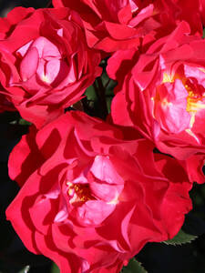 Kleinstrauchrose bltenRhein: (Bildbeschreibung ist in Arbeit)