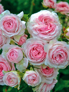 Kleinstrauchrose Larissa: (Bildbeschreibung ist in Arbeit)
