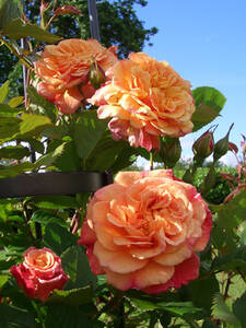 Kletterrose Aloha: (Bildbeschreibung ist in Arbeit)
