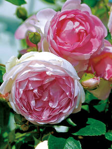 Kletterrose Jasmina: (Bildbeschreibung ist in Arbeit)