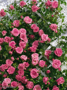 Kletterrose Lawinia