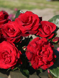 Kletterrose Royal Red: (Bildbeschreibung ist in Arbeit)