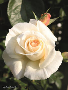 Kletterrose Schneewalzer