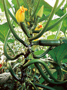 Zucchini Pflanzen - Kletterzucchini Black Forest, F1