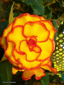 Blumenzwiebeln - Knollenbegonie Picotee Yellow-Red: (Bildbeschreibung ist in Arbeit)