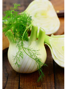 Dekoratives Vorschaubild des Artikels "Knollenfenchel Fenno" (Bildbeschreibung ist in Arbeit)