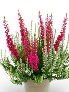 Knospenheide Fluffy Kiss: (Bildbeschreibung ist in Arbeit)
