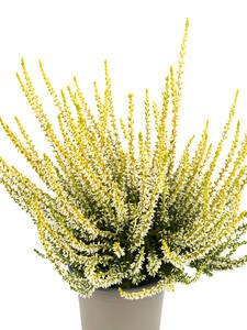 Saisonpflanze - Knospenheide Gardengirls Classic Line Sarah: (Bildbeschreibung ist in Arbeit)