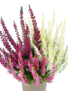 Saisonpflanze - Knospenheide Gardengirls Dessert Line Vanilla Plum: (Bildbeschreibung ist in Arbeit)