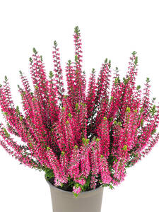 Saisonpflanze - Knospenheide Gardengirls Nexxt Classic Line Amina: (Bildbeschreibung ist in Arbeit)