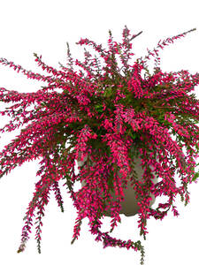 Saisonpflanze - Knospenheide Gardengirls Rasta Girl Ellie: (Bildbeschreibung ist in Arbeit)