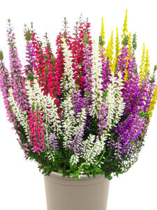 Dekoratives Vorschaubild des Artikels "Knospenheide Gardengirls� Smixies" (Bildbeschreibung ist in Arbeit)