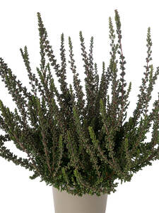 Dekoratives Vorschaubild des Artikels "Knospenheide Gardengirls�Sunset Girls� Zalina" (Bildbeschreibung ist in Arbeit)