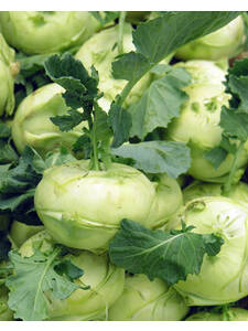 Kohlrabi-Samen - Kohlrabi Cindy F1: (Bildbeschreibung ist in Arbeit)
