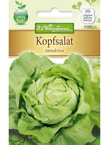 Samen - Kopfsalat Attraktion: (Bildbeschreibung ist in Arbeit)