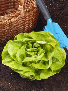 Kopfsalat Fakto: (Bildbeschreibung ist in Arbeit)