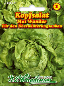 Salatsamen - Kopfsalat Meraviglia d`inferno  (Maiwunder)