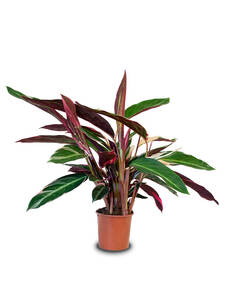 Calathea Triostar  Korbmarante Triostar kaufen | Chrestensen