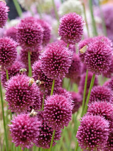 Dekoratives Vorschaubild des Artikels "Kugel-Zierlauch" (Bildbeschreibung ist in Arbeit)