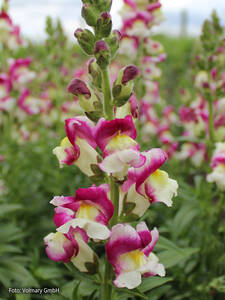 Dekoratives Vorschaubild des Artikels "Lwenmaul Twist Cherry" (Bildbeschreibung ist in Arbeit)