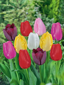 Langstielige Tulpen Mischung: (Bildbeschreibung ist in Arbeit)