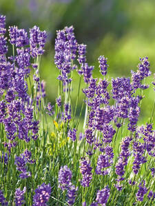 Pflanzen - Lavendel Munstead