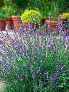 Lavendel Phenomenal, PBR