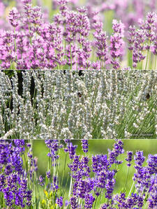 bienenfreundliche - Lavendel-Spar-Set