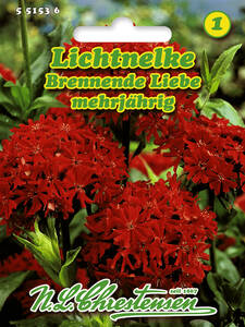 Samen - Lichtnelke / Brennende Liebe: (Bildbeschreibung ist in Arbeit)