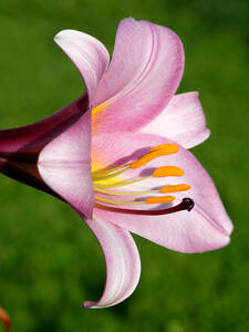 Blumenzwiebeln - Lilie Pink Perfection