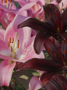 Blumenzwiebeln - Lilien Mix Black & Pink: (Bildbeschreibung ist in Arbeit)
