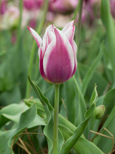 Lilienblütige Tulpe Ballade