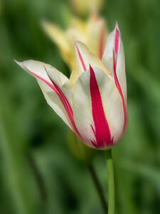 Dekoratives Vorschaubild des Artikels "Lilienbl�tige Tulpe Marilyn" (Bildbeschreibung ist in Arbeit)