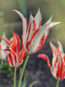 Blumenzwiebeln - Lilienbltige Tulpe Marylin