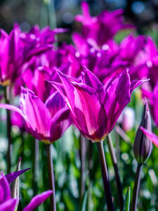 Lilienbltige Tulpe Purple Dream: (Bildbeschreibung ist in Arbeit)