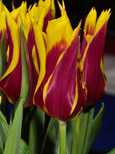 Blumenzwiebeln - Lilienbltige Tulpe Sonnet