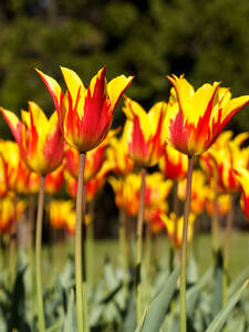 Blumenzwiebeln - Lilienbltige Tulpen Firework