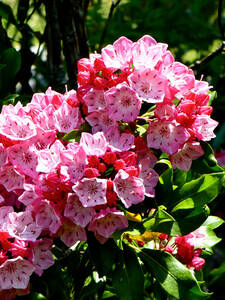 Lorbeerrose Little Linda: (Bildbeschreibung ist in Arbeit)