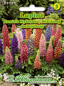 Samen - Lupine Russels Hybriden Mischung: (Bildbeschreibung ist in Arbeit)