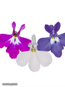Mnnertreu Laura Trio Deep Blue-White-Purple: (Bildbeschreibung ist in Arbeit)