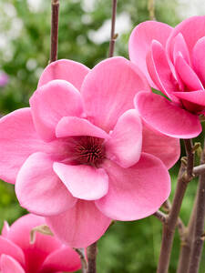 Ziergehlze - Magnolie Watermelon: (Bildbeschreibung ist in Arbeit)