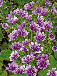 Bio-Gartenmalve 'Zebrina' Samen (ca. 150 Korn) – Malva Sylvestris Mit Gestreiften Rosa Blüten