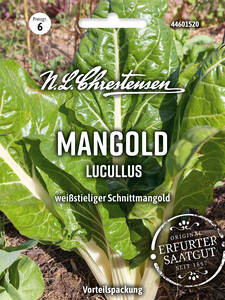 Dekoratives Vorschaubild des Artikels "Mangold Lucullus" (Bildbeschreibung ist in Arbeit)
