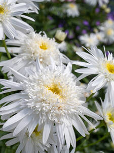 Dekoratives Vorschaubild des Artikels "Margerite Christine Hagemann" (Bildbeschreibung ist in Arbeit)