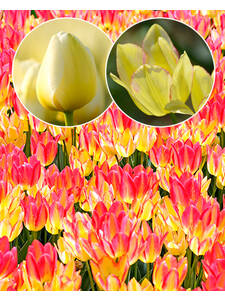 Blumenzwiebeln - Mehrbltige Chamleon-Tulpe Antoinette