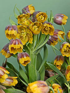 Blumenzwiebeln - Mehrbltige Goldrand-Fritillaria: (Bildbeschreibung ist in Arbeit)
