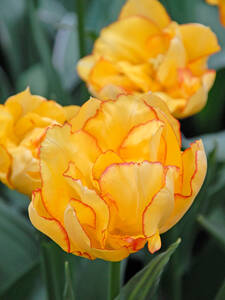 Blumenzwiebeln - Mehrbltige Tulpe Aquilla