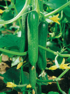 Gemüsepflanzen - Minischlangengurke Printo, F1 (veredelt)