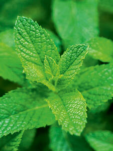 Kruterpflanzen - Minze Spanish Spearmint